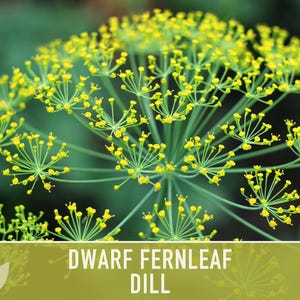 Dwarf Fernleaf Dill Seeds | 40+ Seeds, Heirloom, Culinary & Medicinal Herb, Butterfly Host | Anethum graveolens image 9