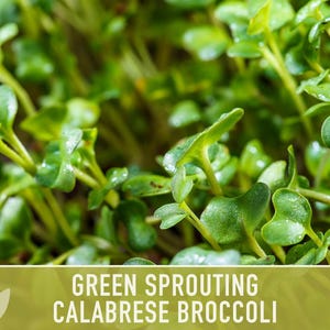 Green Sprouting Calabrese Broccoli Seeds - Heirloom, Organic, Non-GMO, Open Pollinated, Seed Packets image 7