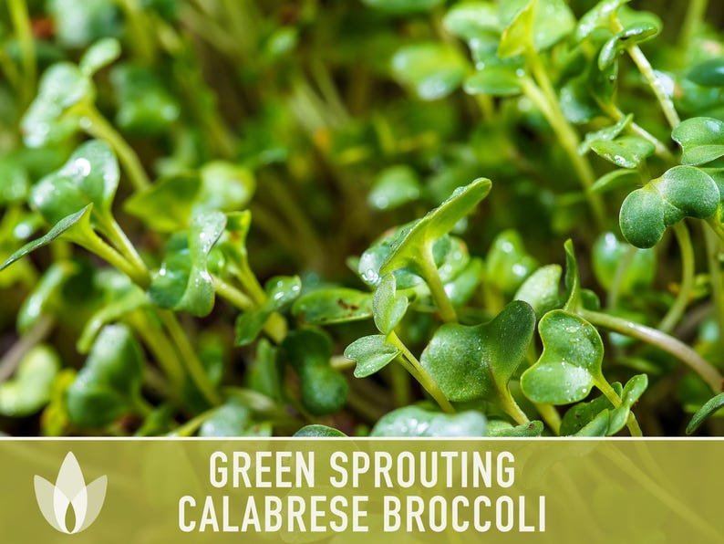 Green Sprouting Calabrese Broccoli Seeds - Heirloom, Organic, Non-GMO, Open Pollinated, Seed Packets image 7