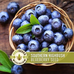 Semillas de arándano azul de arbusto alto del sur / Más de 50 semillas, variedad tradicional, bayas no transgénicas para repostería y uso medicinal, Vaccinium corymbosum imagen 1