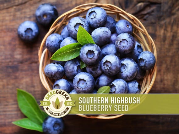 Southern Highbush Blueberry Seeds | 50+ Seeds, Heirloom, non-GMO Berries for Pastries & Medicinal, Vaccinium corymbosum