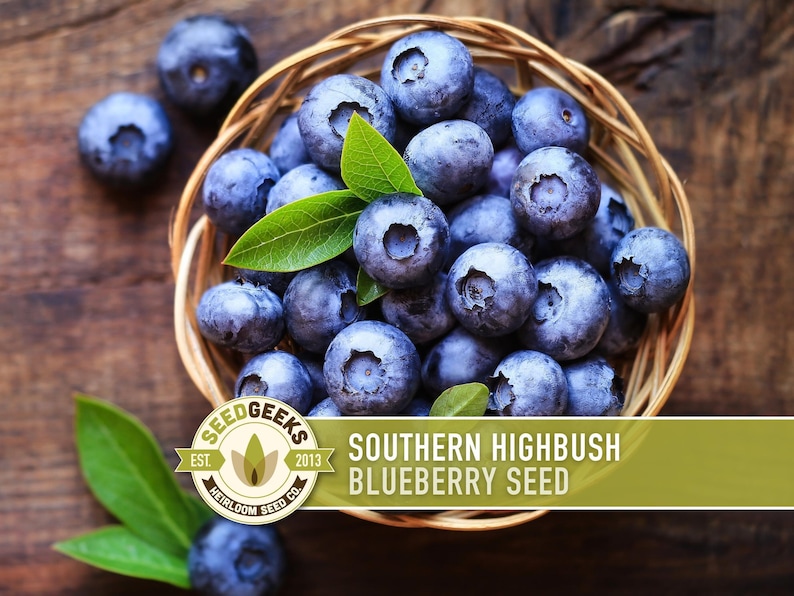 Semillas de arándano azul de arbusto alto del sur / Más de 50 semillas, variedad tradicional, bayas no transgénicas para repostería y uso medicinal, Vaccinium corymbosum imagen 1
