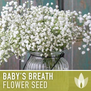  Seed Needs, White Baby's Breath Seeds - 2,000 Heirloom  Wildflower Seeds for Planting Gyposophila elegans - Perfect for Bouquets &  Floral Arrangements (1 Pack) : Patio, Lawn & Garden