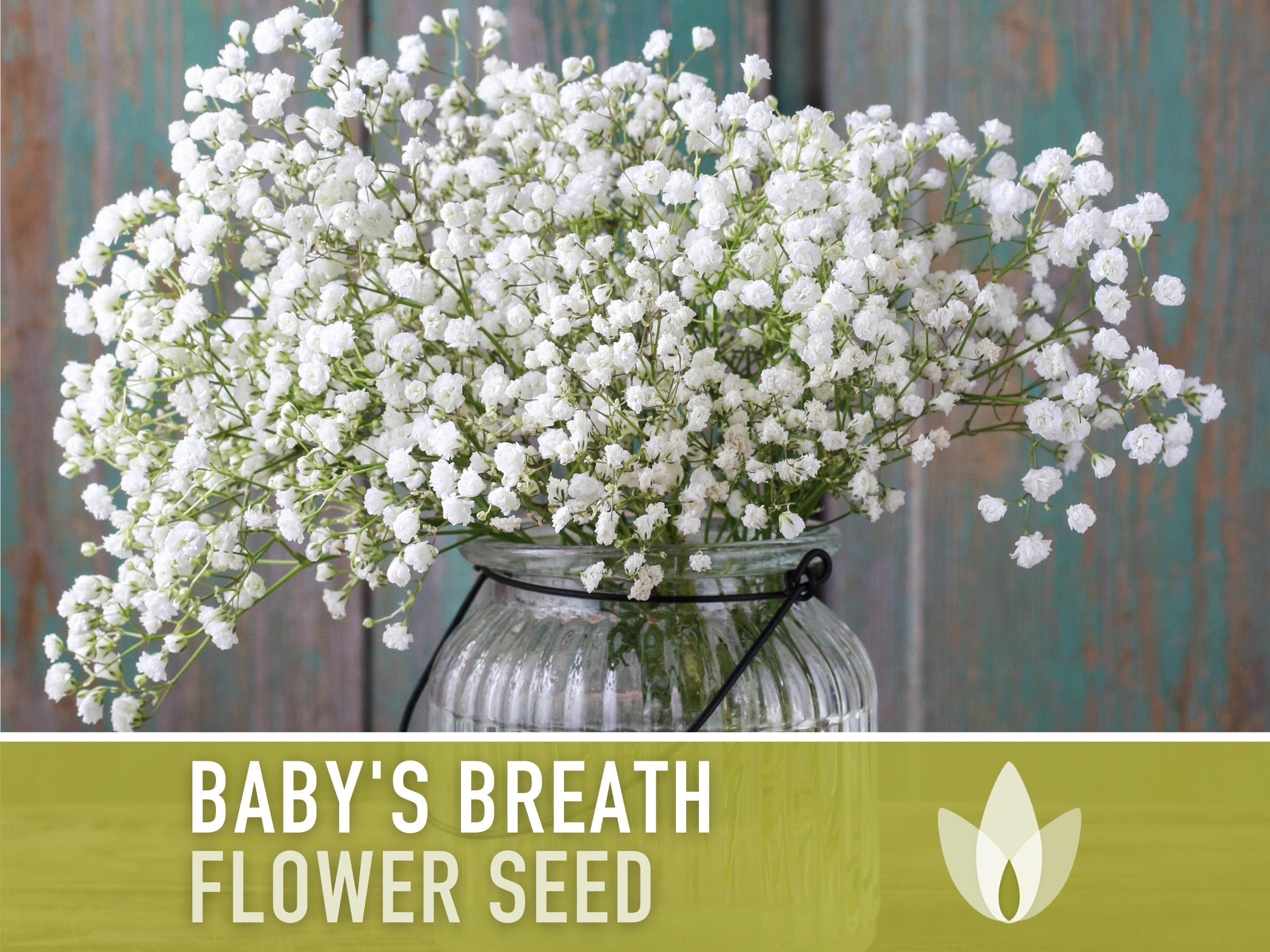 Wholesale Bulk Flower Seeds - Baby's Breath (Gypsophila elegans) Seed, Sold  by the Pound