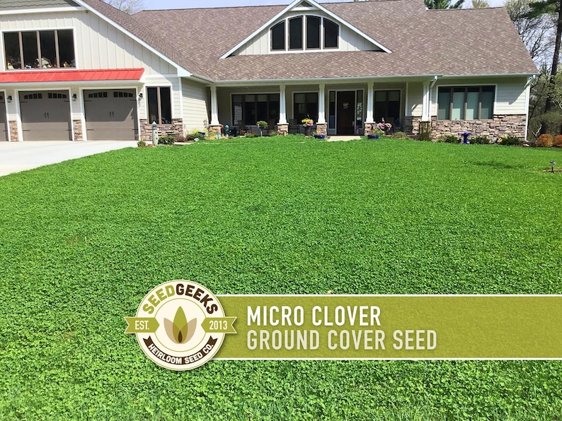 Micro Clover Seeds | 100,000+ Seeds 4 oz, Lawn Alternative, Drought Tolerant | Trifolium repens image 8