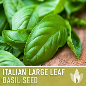 Italian Large Leaf Basil Herb Heirloom Seeds