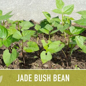 Jade Bush Bean Heirloom Seeds Non-GMO, Open Pollinated, Untreated image 6