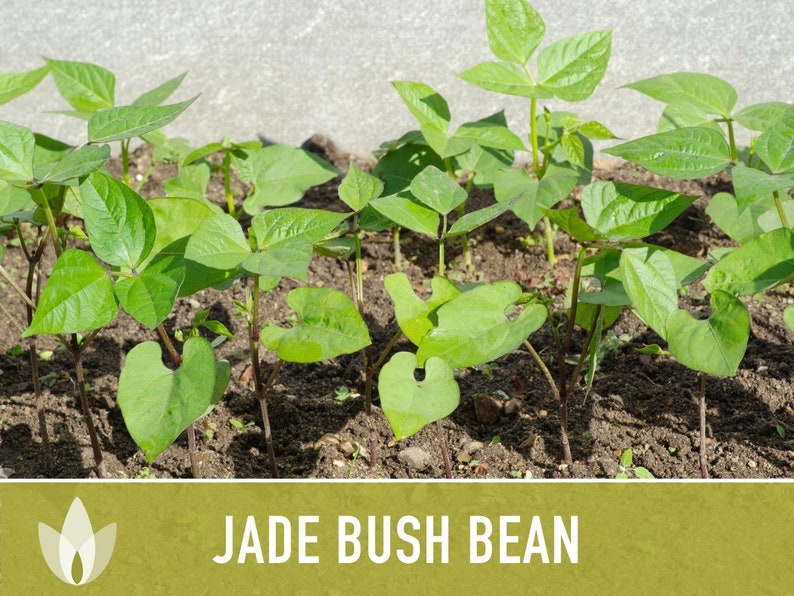Jade Bush Bean Heirloom Seeds Non-GMO, Open Pollinated, Untreated image 6