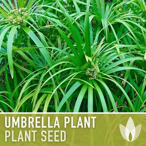 Umbrella Plant Seeds – Cyperus Alternifolius, Ornamental Grass image 9
