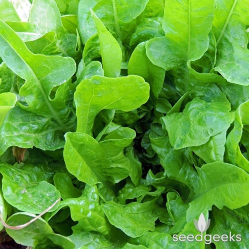 Green Oak Leaf Lettuce Heirloom Seeds Etsy