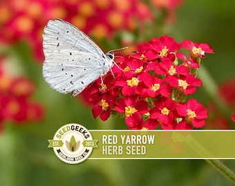 Red Yarrow Seeds – Heirloom Herb, Pollinator Garden