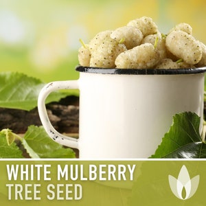 Mulberry, Common White Seeds - Heirloom Seeds, White Mulberry, Sweet Fruit Tree, Traditional Asian Medicinal Plant, Open Pollinated, Non-GMO