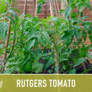 Rutgers Heirloom Tomato Seeds | Organic Garden, Canning & Soup | Open Pollinated, Non-GMO, Disease-Resistant | 50+ Seeds image 10