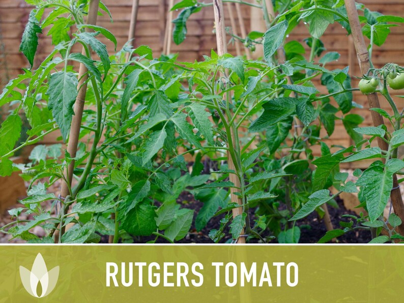 Rutgers Heirloom Tomato Seeds | Organic Garden, Canning & Soup | Open Pollinated, Non-GMO, Disease-Resistant | 50+ Seeds image 10