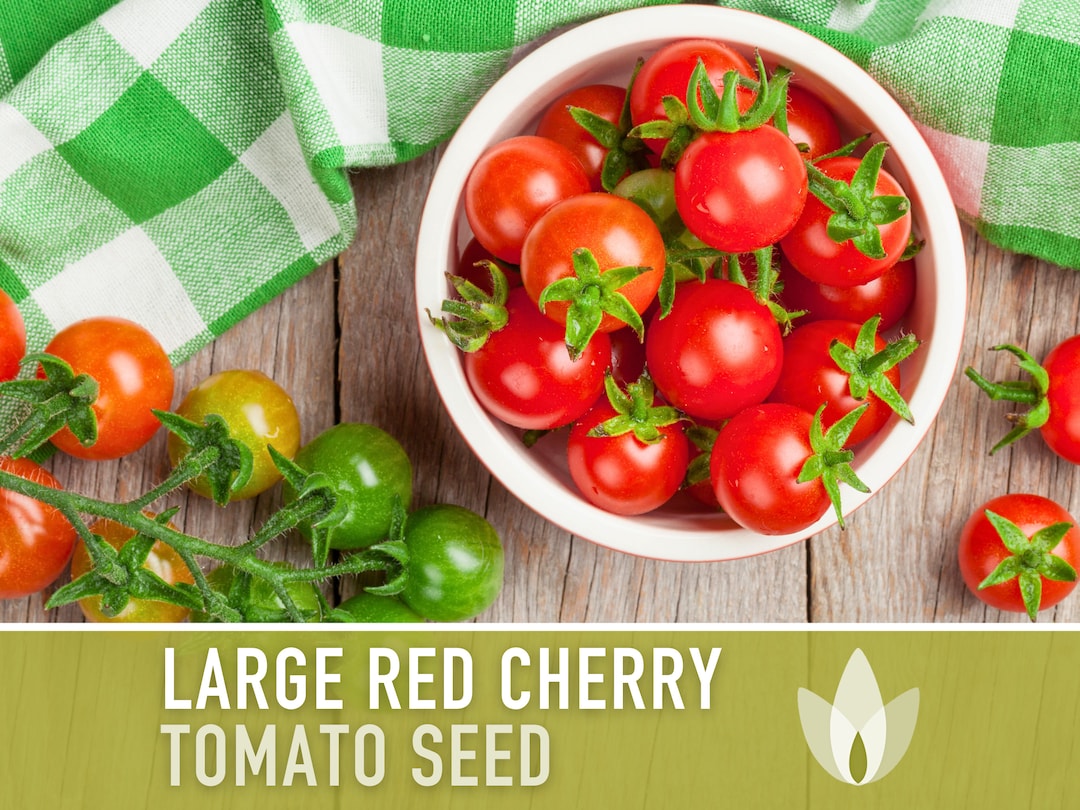 Large Red Cherry Tomato Heirloom Seeds Fresh Salad, Indeterminate, Open