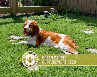 Rupturewort (Green Carpet) Seeds | 100+ Seeds, Evergreen Ground Cover, Alternative Lawn, Herniaria glabra