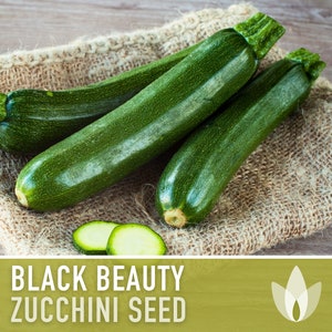 Black Beauty Zucchini Summer Squash Heirloom Seeds