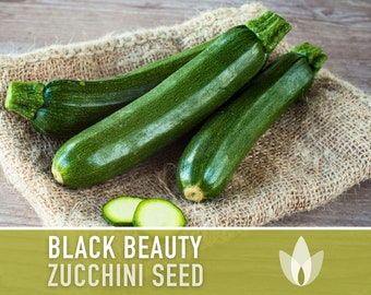 Black Beauty Zucchini Summer Squash Heirloom Seeds