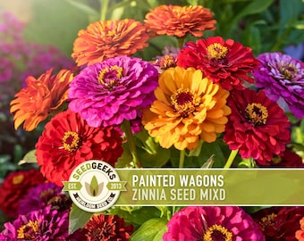 Rainbow Zinnia Flower Seed Mix | 100+ Seeds, Heirloom, Bright Colors, Butterfly Garden, Zinnia elegans