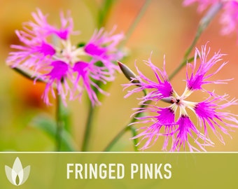 Fringed Pinks Dianthus Flower Seeds - Heirloom Seeds, Pollinator Garden, Jasmine, Fragrant, Edible Flower, Ground Cover, Non-GMO