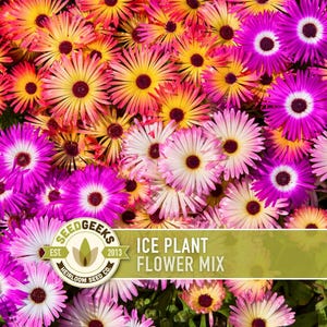 Ice Plant Flower Seeds – Rainbow Mix, Ground Cover, 150 Non-GMO Seeds image 1