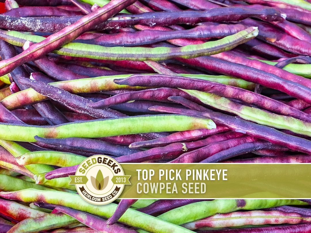 Top Pick Pinkeye Purplehull Cowpea Seeds – Easy To Grow, 80% Germination, Benefits St. Jude