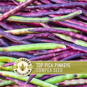 May include: Close-up of a pile of pinkeye cowpea seeds. The seeds are a mix of green and purple, with a long, slender shape. The image includes a logo that reads "Seed Geeks" and "Top Pick Pinkeye Cowpea Seed."