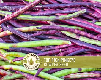 Top Pick Pinkeye Cowpea Seeds - Purple Hull Bush Bean, Heirloom