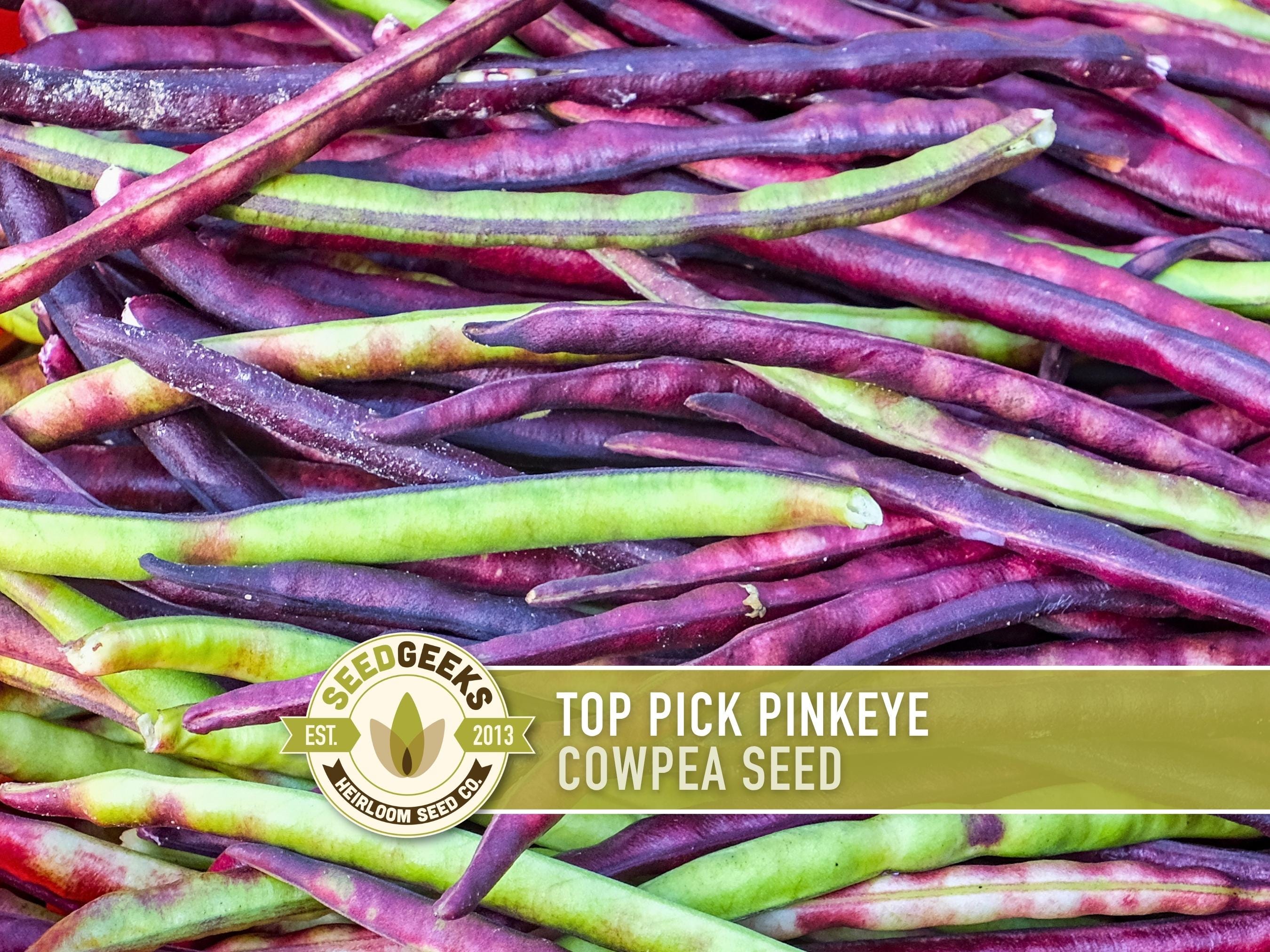 Top Pick Pinkeye Cowpea Seeds - Purple Hull Bush Bean, Heirloom - Etsy