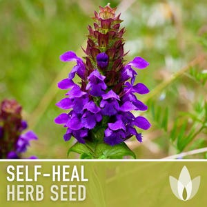 Self Heal (Heal All) Seeds - 50 Heirloom Seeds, Medicinal Herb Seed, Heart-of-the-Earth, All Heal, Herbal Remedy, Prunella vulgaris, Non-GMO