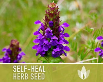 Self Heal (Heal All) Seeds - 50 Heirloom Seeds, Medicinal Herb Seed, Heart-of-the-Earth, All Heal, Herbal Remedy, Prunella vulgaris, Non-GMO