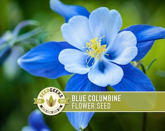 Colorado Blue Columbine Flower Seeds, Heirloom, Non-GMO (100 Seeds)