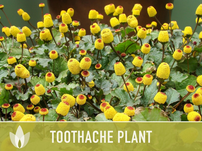 Toothache Plant Seeds | 50+ Seeds, Heirloom Medicinal Herb, Electric Daisy, Spilanthes Oleracea image 3