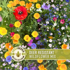 May include: A vibrant mix of wildflowers in shades of yellow, orange, red, pink, purple, and white. The image includes a variety of flower types and green foliage. Text on the image reads "Deer Resistant Wildflower Mix" and the SeedGeeks logo.