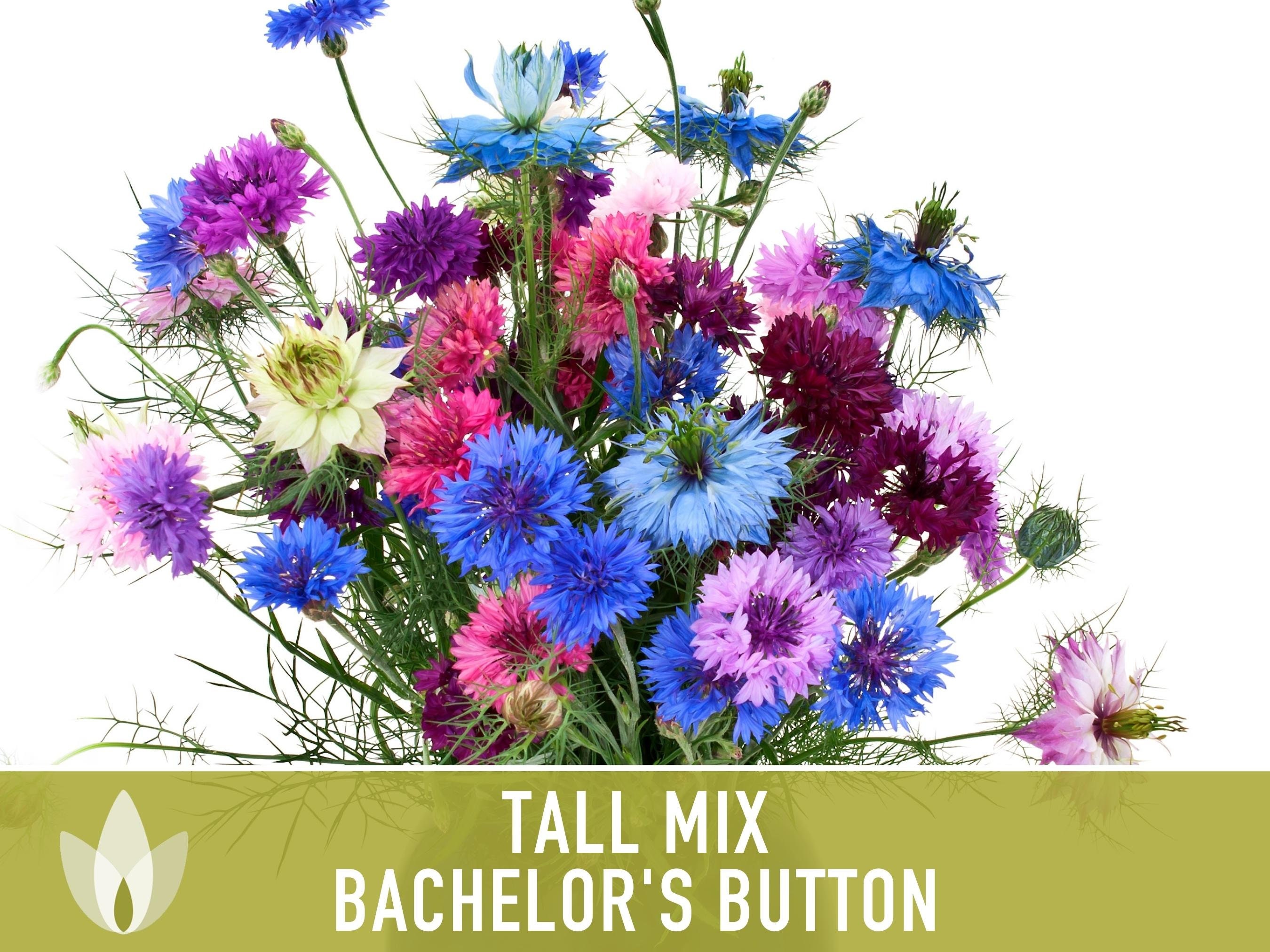 Bachelor's Button Mix