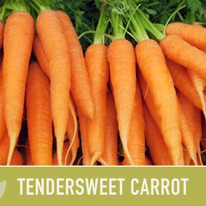 Tendersweet Carrot Heirloom Seeds Seed Packets, Orange Carrot Seeds, Juicing Carrot, Rainbow Carrot, Easy to Grow, Open Pollinated,Non-GMO image 5