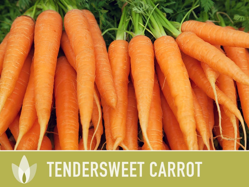 Tendersweet Carrot Heirloom Seeds Seed Packets Orange Etsy