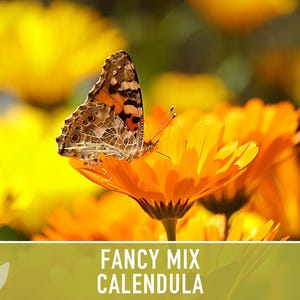 Calendula Fancy Mix Seed | 50+ Seeds, Heirloom Flower, Non-GMO, Cool-Weather Annual, Calendula officinalis image 5
