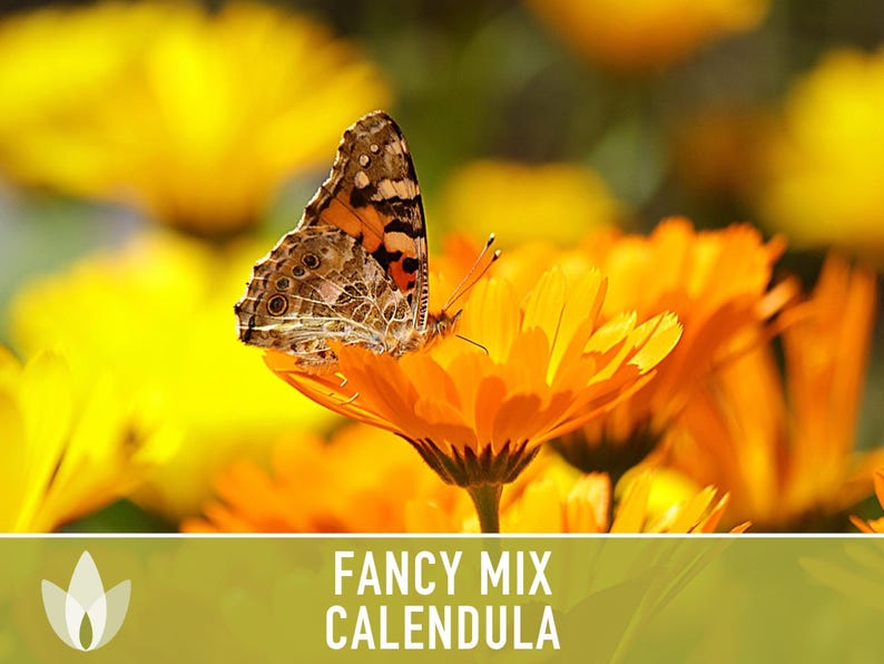 Calendula Fancy Mix Seed | 50+ Seeds, Heirloom Flower, Non-GMO, Cool-Weather Annual, Calendula officinalis image 5