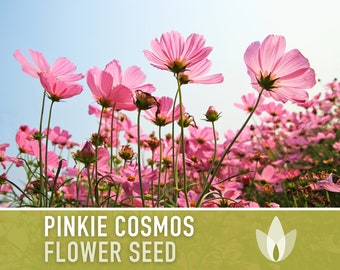 Cosmos, Pinkie Flower Seeds - Heirloom Seeds, Cut Flowers, Butterfly Garden, Pollinator Friendly, Open Pollinated, Non-GMO