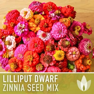 Lilliput Dwarf Zinnia Seed | 100+ Seeds, Butterfly & Bee Friendly, Heirloom, Non-GMO, Zinnia elegans zdjęcie 5