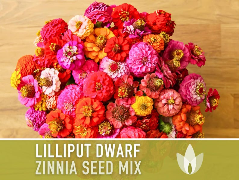 Lilliput Dwarf Zinnia Seed | 100+ Seeds, Butterfly & Bee Friendly, Heirloom, Non-GMO, Zinnia elegans zdjęcie 5