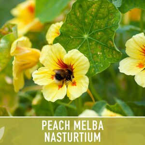 Nasturtium, Peach Melba Flower Seeds Heirloom Seeds, Dwarf Nasturtium, Tangy Peppery Taste, Easy To Grow, Tropaeolum Majus, Non-Gmo image 8