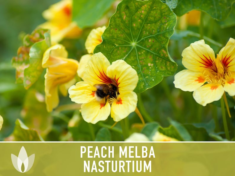 Nasturtium, Peach Melba Flower Seeds Heirloom Seeds, Dwarf Nasturtium, Tangy Peppery Taste, Easy To Grow, Tropaeolum Majus, Non-Gmo image 8