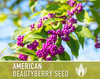 American Beautyberry Seeds - Heirloom Seeds, Callicarpa Americana, Medicinal Plant, Ornamental Berries, Deciduous, Open Pollinated, Non-GMO