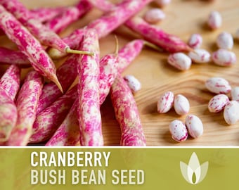 Cranberry Bean Seeds - Heirloom Seeds, Bush Bean, Shelling Bean, Open Pollinated, Untreated, Non-GMO