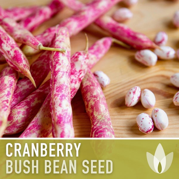 Cranberry Bean Seeds - Heirloom Seeds, Bush Bean, Shelling Bean, Open Pollinated, Untreated, Non-GMO