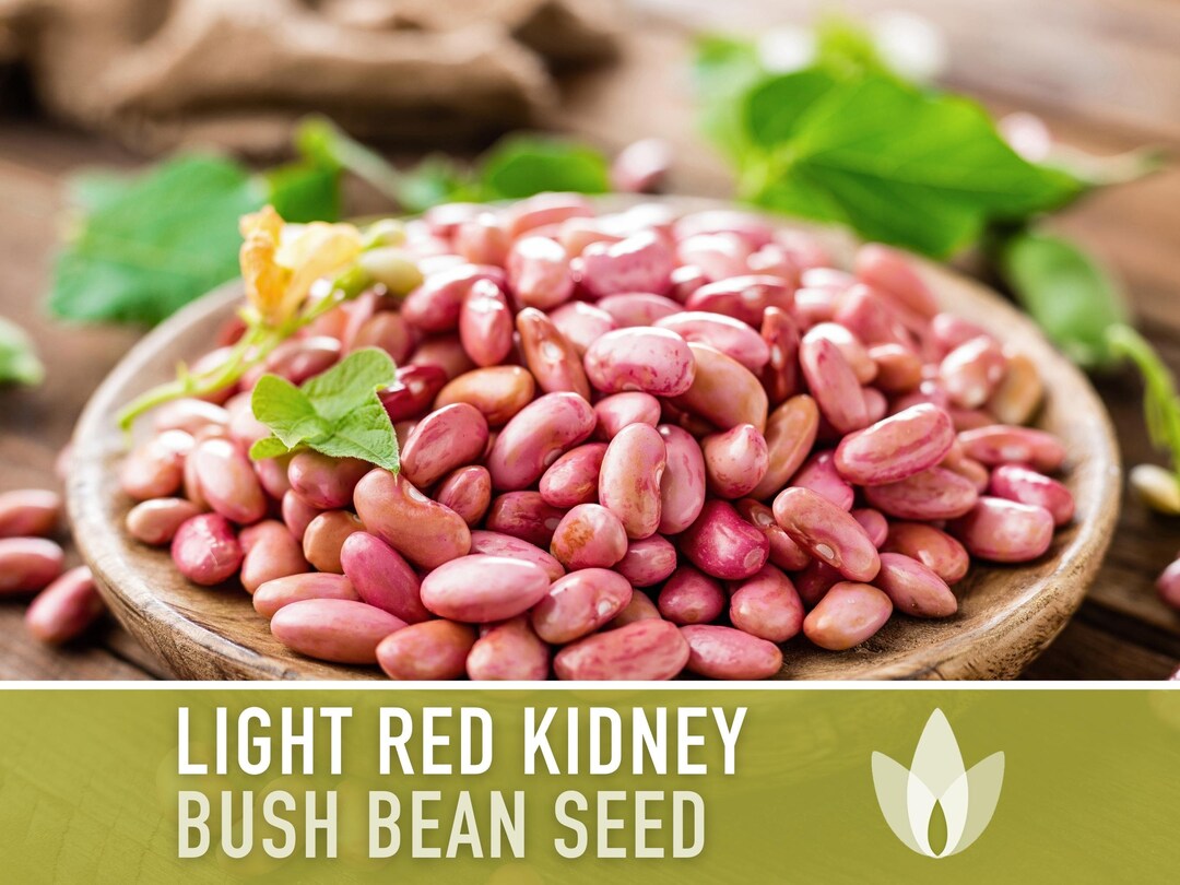 Light Red Kidney Bean Seeds Heirloom Seeds, Bush Bean, Soup Bean, Chili Bean, Open Pollinated
