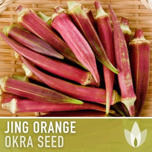 Jing Orange Okra Seeds - Heirloom Seeds, Asian Seeds, Chinese Okra, Open Pollinated, Non-GMO