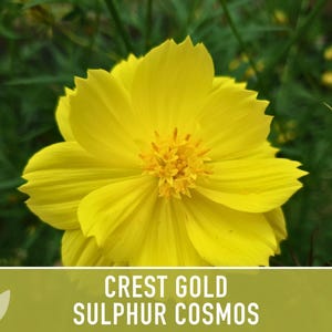 Sulphur Cosmos Seeds, Crest Gold, Pollinator Friendly (Non-GMO) image 12